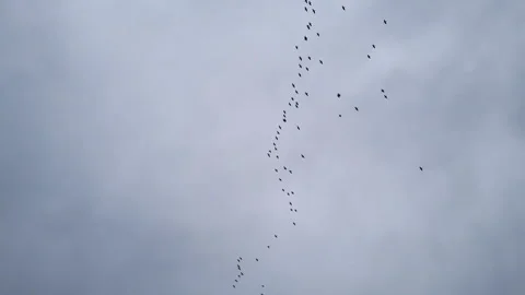 Silhouettes of birds flying on the cloudy sky. Flock flying in an imperfect Stock Footage 257438151