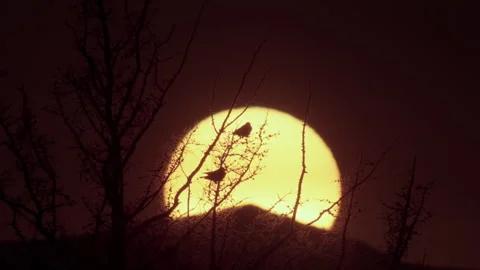Silhouettes of birds sit on tree branches against the background of a large sun Stock-Footage 309007914