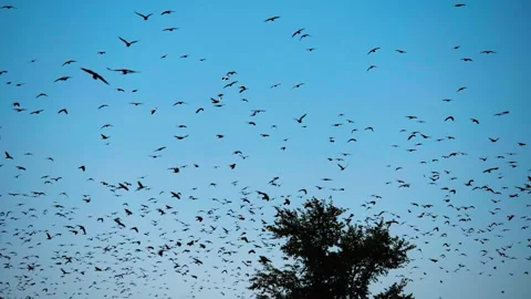 Silhouettes of birds in the sky Видео 161051786