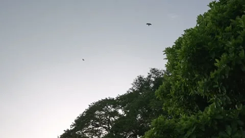 Silhouettes of Birds on a Tree at Sunset 스톡 동영상 314705942