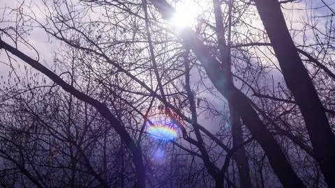 Silhouettes of branches and tree trunks in the forest, the Park against the s Stock Photos