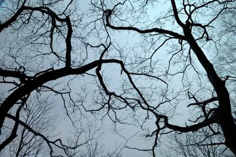 Silhouettes of branches Stock Photos