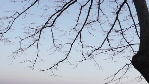 Silhouettes of branches of a tree in the dawn sun Sunrise sunset nature Stock Footage 87483115