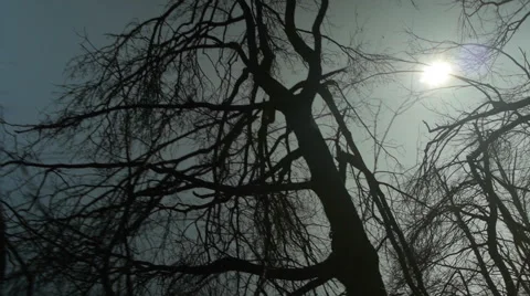 Silhouettes of broken Trees 库存影片 44983400