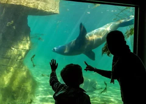 Silhouettes of children in the aquarium Stock Photos