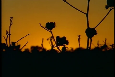 Silhouettes of cotton at sunset Stock Footage 86751346