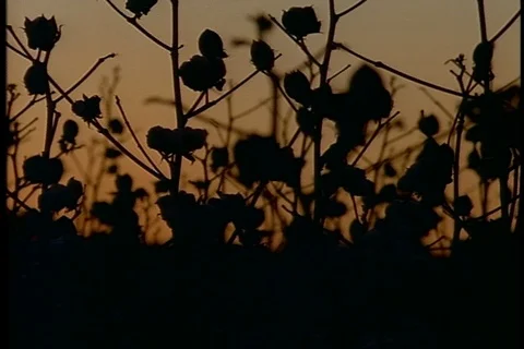 Silhouettes of cotton at sunset Stock Footage 86751360