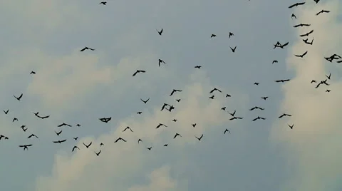Silhouettes of crows flying over trees Stock Footage 67974835