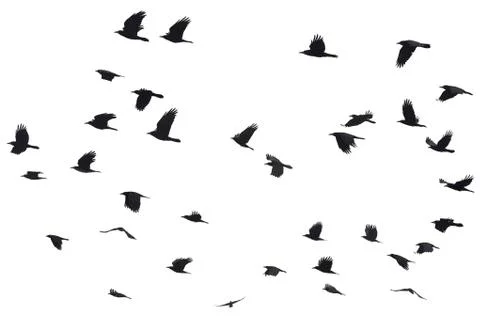 Silhouettes of Crows Flying Stock Photos