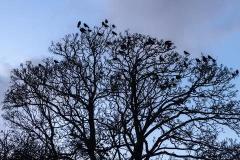 The silhouettes of crows perched on bare tree branches at dusk Stock Photos