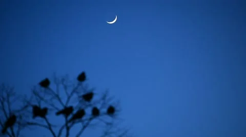 Silhouettes of crows in a tree Stock Footage 62710461
