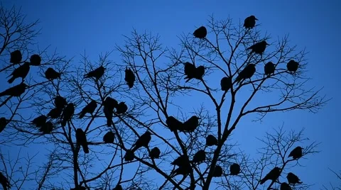 Silhouettes of crows in a tree 스톡 동영상 62710463