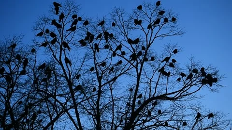 Silhouettes of crows in a tree 스톡 동영상 62710466