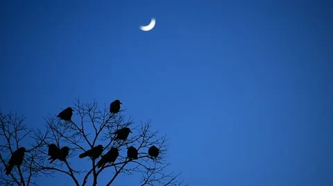 Silhouettes of crows in a tree Video stock 62710468