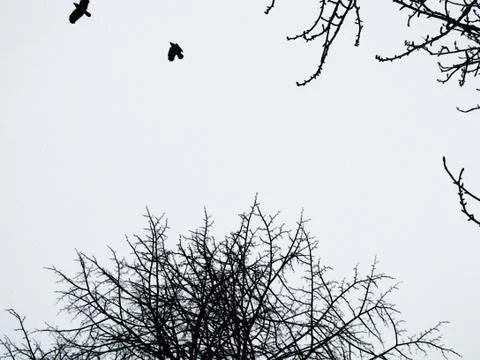 Silhouettes of crows on a white background. Stock Photos