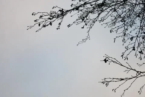 Silhouettes of dark branches on a blue background Stock Photos