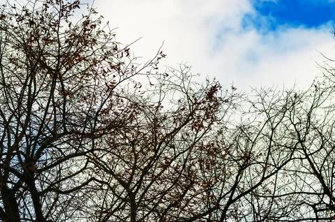 Silhouettes of deciduous trees with sparse leaves reach towards a dynamic s.. Stock Photos