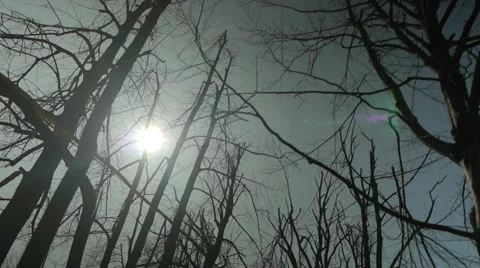 Silhouettes of demolished Trees Stock-Footage 44983432