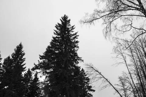 Silhouettes of different trees in the forest on the background of the sky Stock Photos