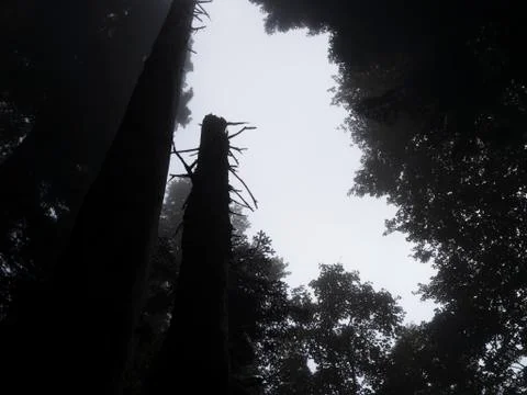 Silhouettes of dried trees in the forest. Bottom view Foto stock
