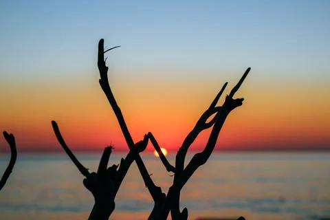 Silhouettes of dry branches against sunset by the sea Stock Photos