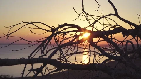 Silhouettes of dry branches at sunset over sea Stock Footage 76989065