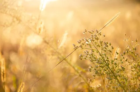 Silhouettes of dry plants. Selective focus inflorescences of dry grass. Stock Photos