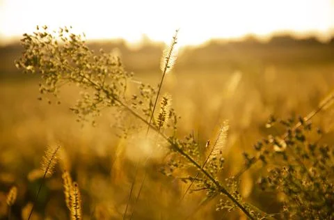 Silhouettes of dry plants. Selective focus inflorescences of dry grass. Stock Photos