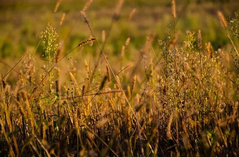 Silhouettes of dry plants. Selective focus inflorescences of dry grass. Stock Photos