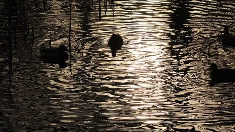 Silhouettes of ducks a  lake Stock Footage 262614852