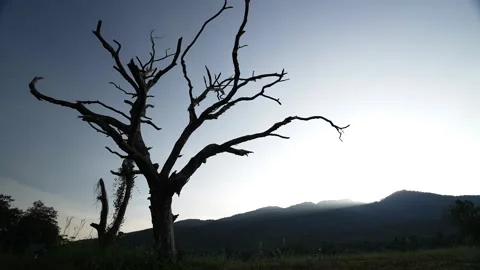 Silhouettes extend branches of tree, blue sky and Light Shining behind mountain Stock Footage 239607115