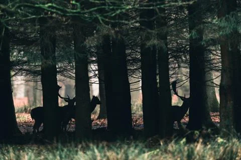 Silhouettes of fallow deer between trees of forest. Stock Photos