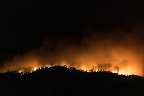 Silhouettes of flame lit trees during a wildfire burning through the night Stock Photos