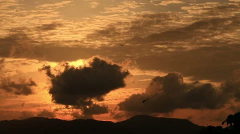 Silhouettes flies dragonflies . Stock Footage 65564567