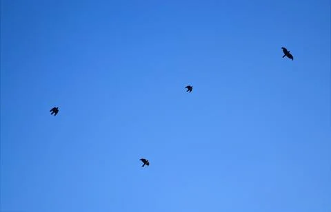 Silhouettes of flying birds at altitude at background the blue sky Stock-Fotos
