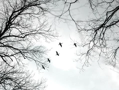 Silhouettes of Flying Birds Between Bare Tree Branches in a Cloudy Sky Stock Photos