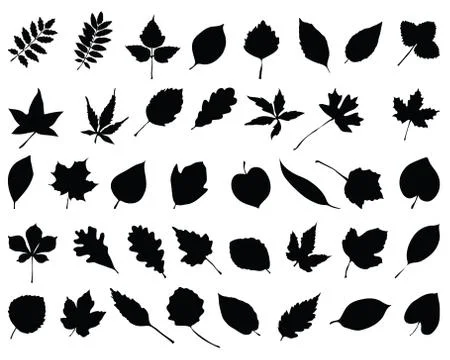 Silhouettes of foliage Stock Illustration