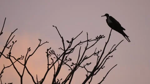 Silhouettes of Frigate bird perched on tree branches at sunset. Stock Footage 323083324