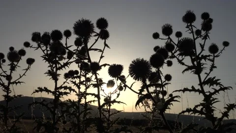 Silhouettes of globe thistle in the setting sun, sunset Video stock 159366585