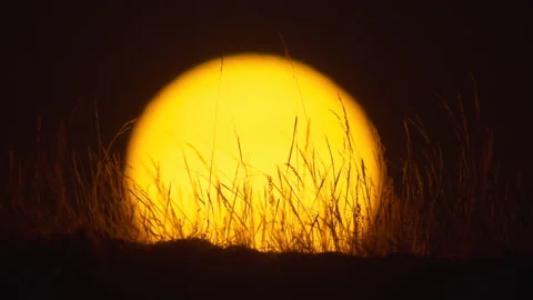 Silhouettes of grass against the background of a large sun Stock Footage 309598369
