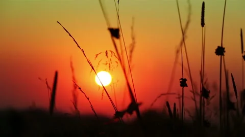 Silhouettes of Grass and the Sun Stock-Footage 106460447