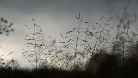 Silhouettes of grass on a background of cloudy sky. Stock Footage 116810631