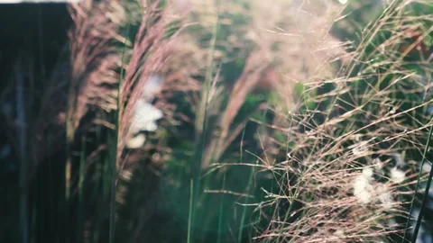 Silhouettes of grass petals on sunset light background. Stock Footage 149388963