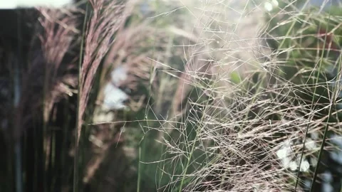 Silhouettes of grass petals on sunset light background. Stock Footage 149389082