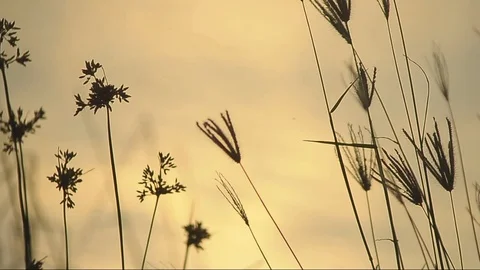 Silhouettes of grass at sunset Stock Footage 103455268