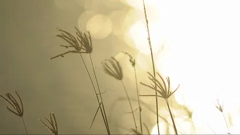 Silhouettes of grass at sunset Stock Footage 103455390