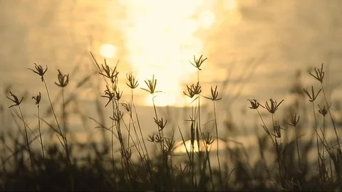 Silhouettes of grass at sunset Stock Footage 103455432