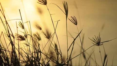 Silhouettes of grass at sunset Stock Footage 103455759