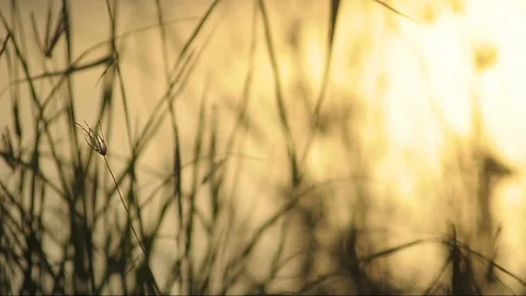 Silhouettes of grass at sunset Stock Footage 103455976