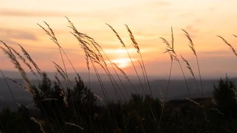 Silhouettes of Grass with Sunset Foto stock